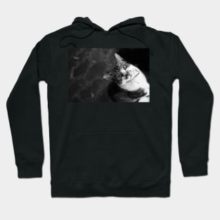 Pretty Kitty Hoodie